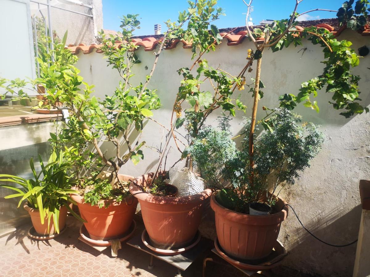 Casa Carmela Διαμέρισμα Cellole Εξωτερικό φωτογραφία